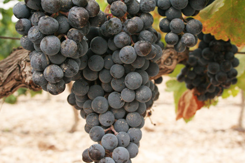 crecen-vinos-alicante-embotellados-480